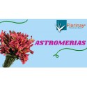 Astromerias